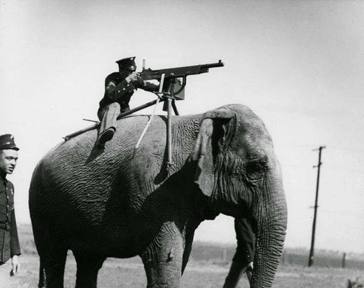 استخدام الأفيال في الحرب العالمية الأولى