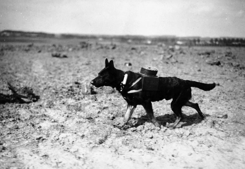 الكلاب في الحرب العالمية الأولى