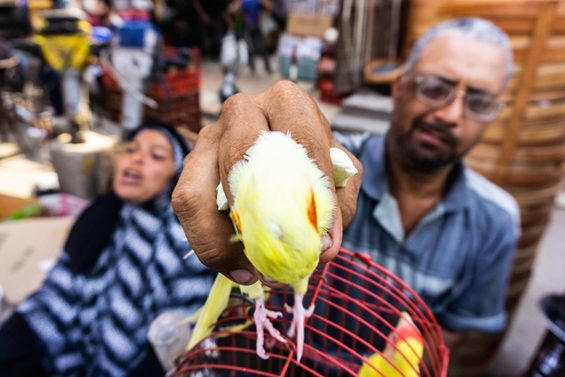 سوق الجمعة .. من تجارة الخردة إلى حديقة الحيوانات الشعبية سوق الجمعة