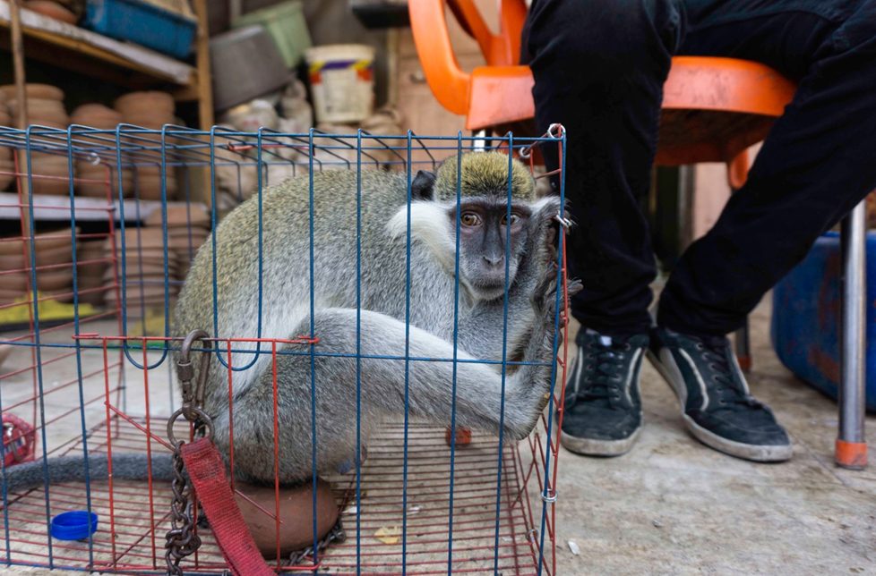 سوق الجمعة .. من تجارة الخردة إلى حديقة الحيوانات الشعبية سوق الجمعة