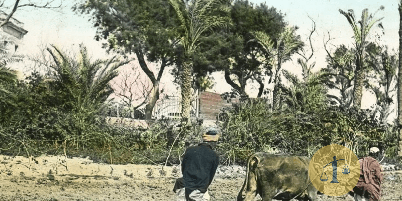 الزراعة في قرية القرين