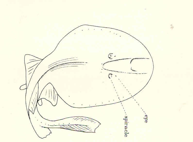 رسمة لـ سمك الرعاش