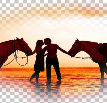 الحصان والرومانسية