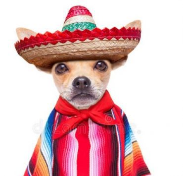 الكلب المكسيكي