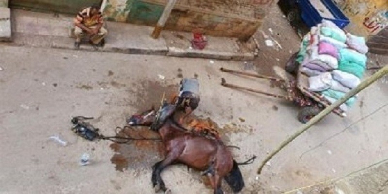 الحصان القتيل في مصر