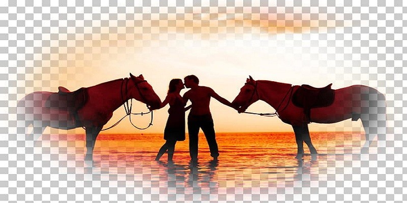الحصان والرومانسية