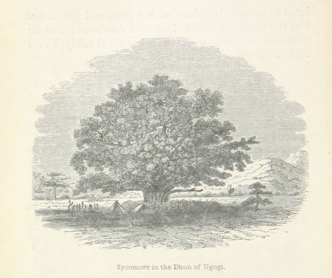 رسمة لشجرة الجميز