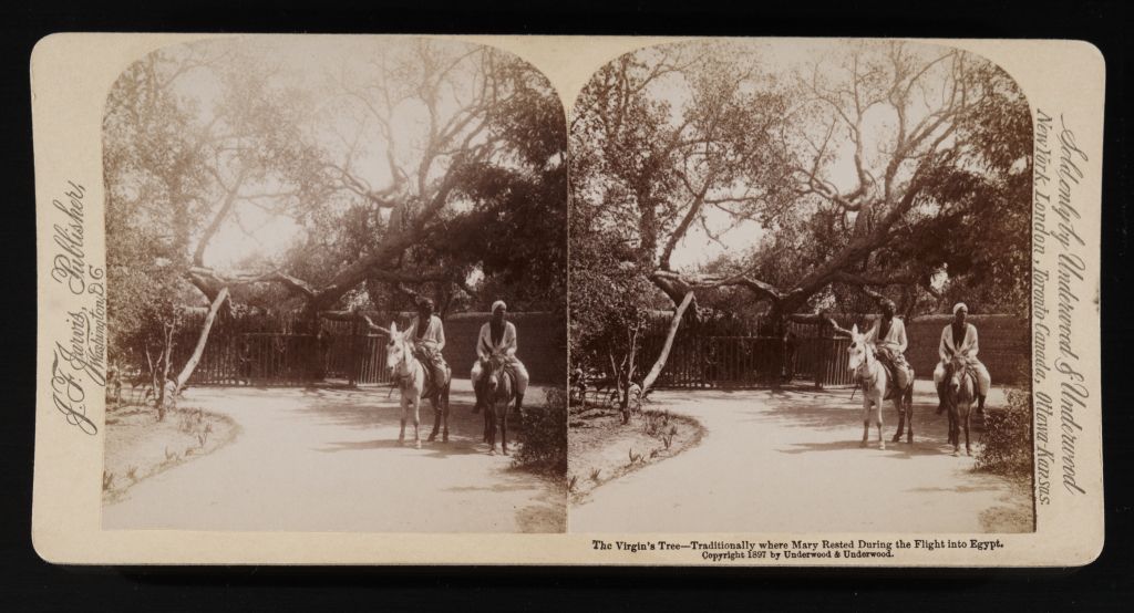 شجرة مريم سنة 1897 م
