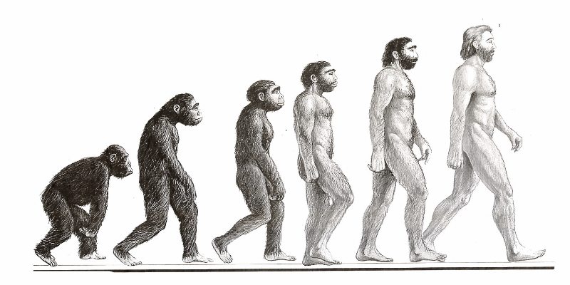 نظرية التطور
