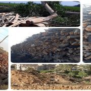 قطع الأشجار في مصر