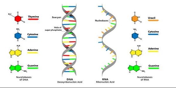 رسمة للفرق بين الـ RNA و الـ DNA