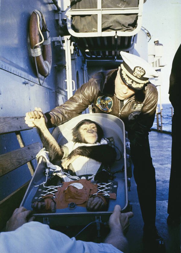 هام الشمبانزي .. رائد فضاء ناسا والشمبانزي الأول في الفضاء