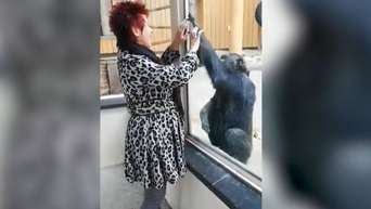 سيدة تُمنع من دخول حديقة الحيوان البلجيكية بسبب وجود علاقة بينها وبين شمبانزي
