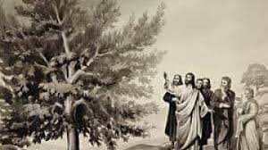 شجرة التين في الإنجيل 