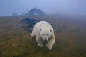الدببة القطبية