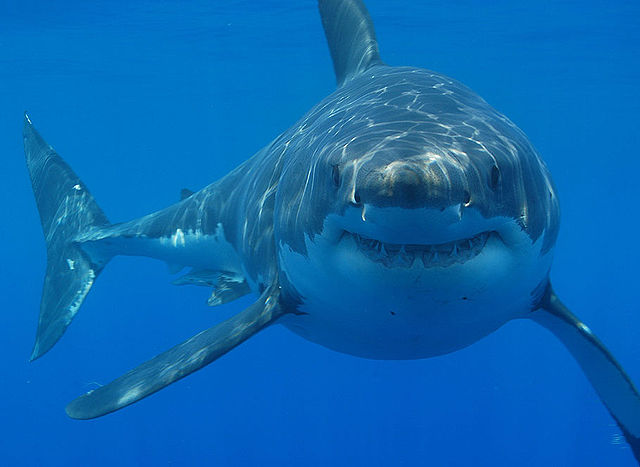 صورة مُقربة لسمكة القرش