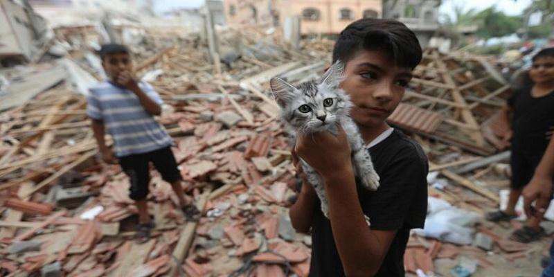 الحيوانات في غزة
