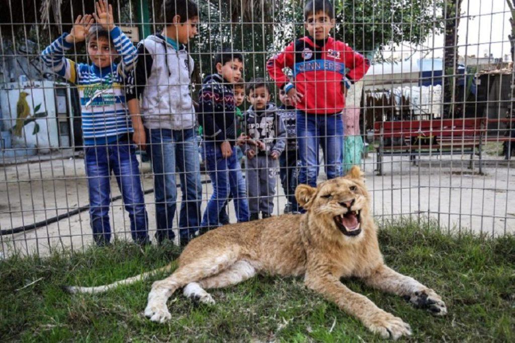 حديقة حيوان غزة