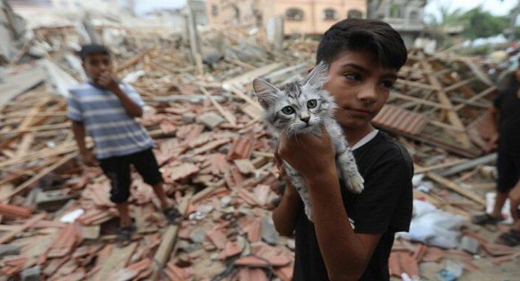 الحيوانات في غزة