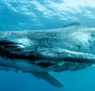التحدث مع الحيتان