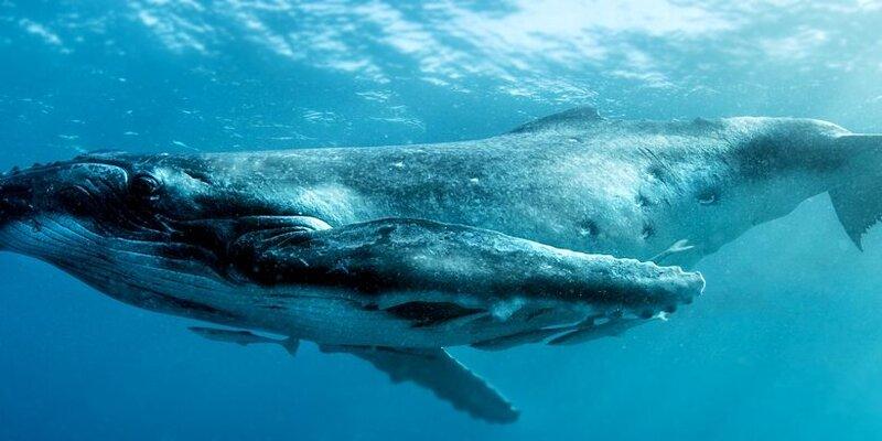 التحدث مع الحيتان