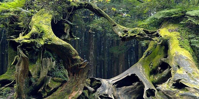  الغابات المقدسة في العالم