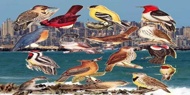 تاريخ نفوق الطيور في مصر